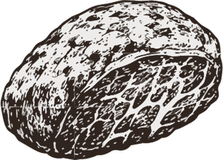 Ilustração do corte Cupim Casqueado